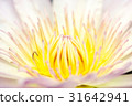beautiful lotus flower 31642941