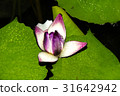 beautiful lotus flower 31642942