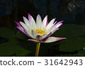 beautiful lotus flower 31642943