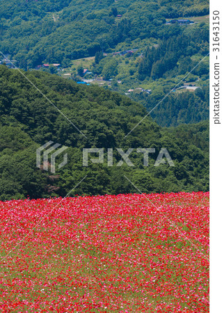 [Saitama] Chichibu Poppy in the Sky 31643150