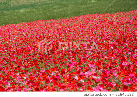 [Saitama] Chichibu Poppy in the Sky 31643158