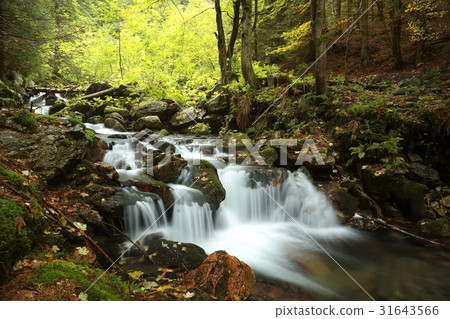 Forest stream flowing from the mountains Forest stream flowing from the mountains 31643566