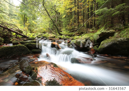 Forest stream flowing from the mountains Forest stream flowing from the mountains 31643567