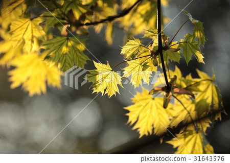 Spring maple leaf in the forest 31643576