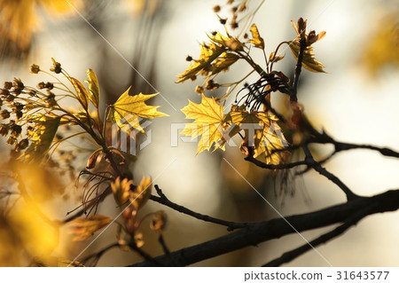 Spring maple leaf in the forest 31643577