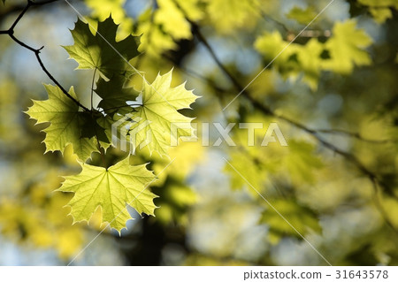 Spring maple leaf in the forest 31643578
