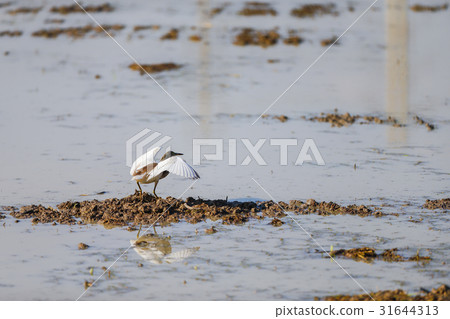 Squacco Heron bird 31644313