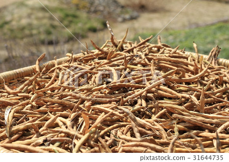 Dry landscape of azuki bean, harvest of home garden 31644735
