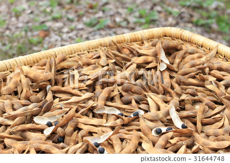 Hokkaido black bean, dried soy sauce scenery, harvest of home garden 31644748