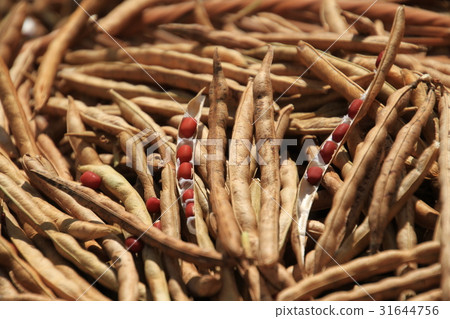 Hokkaido-made rice-bean, Soya-dried beans, home garden, harvest 31644756