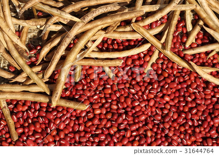 Azuki beans and Saya dried from Hokkaido, home garden, harvest Azuki beans and Saya dried from Hokkaido, home garden, harvest 31644764
