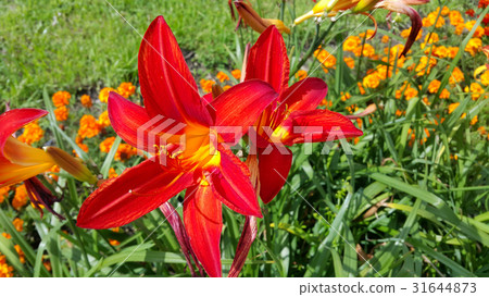 Beautiful bright lilies 31644873