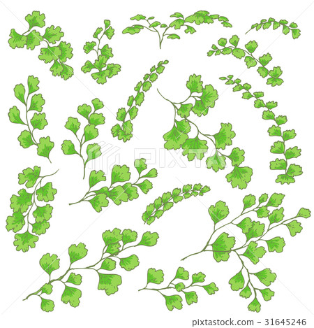 Green Fern Leaves Sketch 31645246