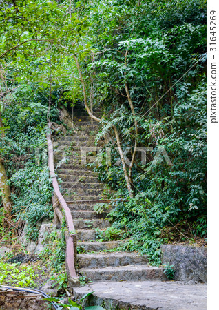 Stone steps in the jungle Stone steps in the jungle 31645269