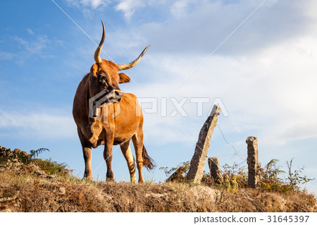 Bull, cow on pasture 31645397