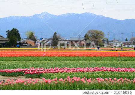 Niigata ken Gosen市鬱金香節日 Niigata ken Gosen市鬱金香節日 31646056