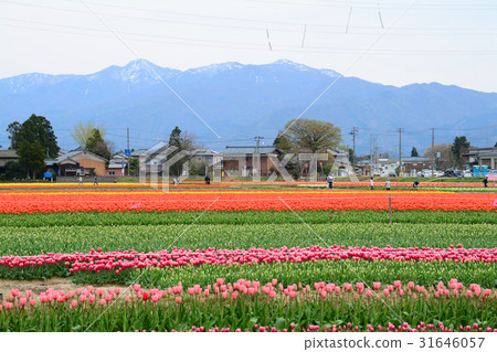 Niigata ken Gosen市鬱金香節日 Niigata ken Gosen市鬱金香節日 31646057