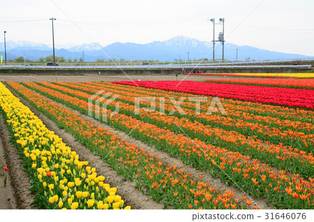 Niigata ken Gosen市鬱金香節日 Niigata ken Gosen市鬱金香節日 31646076