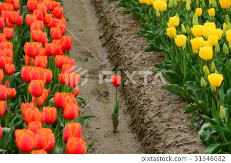 Niigata ken Gosen市鬱金香節日 Niigata ken Gosen市鬱金香節日 31646082