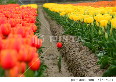 Niigata ken Gosen市鬱金香節日 Niigata ken Gosen市鬱金香節日 31646084