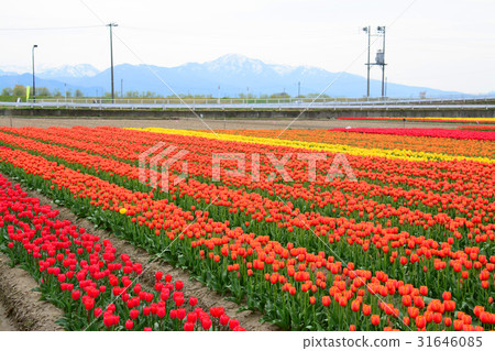 Niigata ken Gosen市鬱金香節日 Niigata ken Gosen市鬱金香節日 31646085