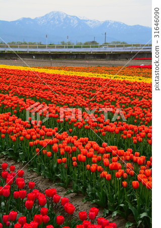 Niigata ken Gosen市鬱金香節日 Niigata ken Gosen市鬱金香節日 31646090