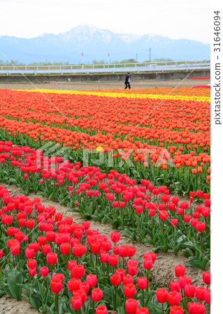 Niigata ken Gosen市鬱金香節日 Niigata ken Gosen市鬱金香節日 31646094