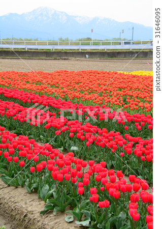 Niigata ken Gosen市鬱金香節日 Niigata ken Gosen市鬱金香節日 31646095
