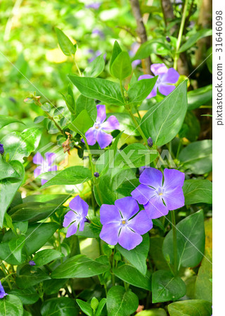 Periwinkle Periwinkle 31646098