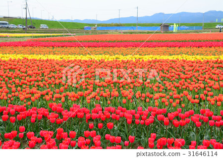 Niigata ken Gosen市鬱金香節日 Niigata ken Gosen市鬱金香節日 31646114