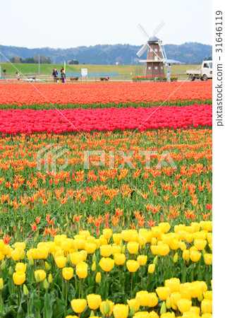 Niigata ken Gosen市鬱金香節日 Niigata ken Gosen市鬱金香節日 31646119