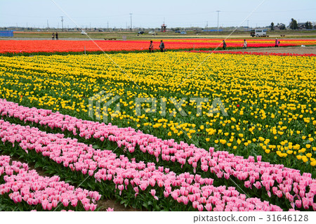Niigata ken Gosen市鬱金香節日 Niigata ken Gosen市鬱金香節日 31646128