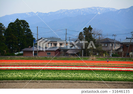Niigata ken Gosen市鬱金香節日 Niigata ken Gosen市鬱金香節日 31646135