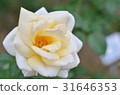 White Rose  31646353