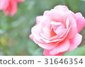 Pink rose 31646354