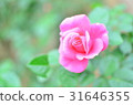 Rose of pink 31646355