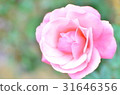 Rose of pink 31646356