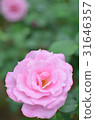 Rose of pink 31646357