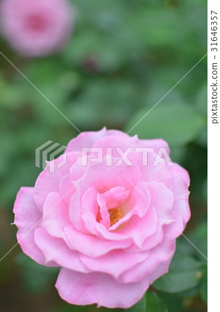 Rose of pink Rose of pink 31646357
