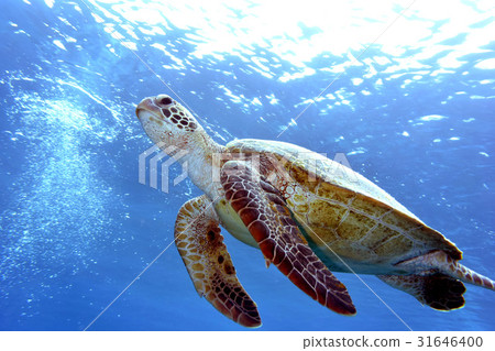海龜沖繩海 31646400