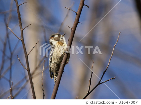 Kogera male red team 31647007