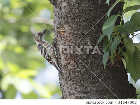 Kogera父母和孩子 31647008