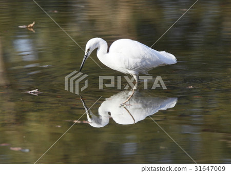 科薩比亞流域 31647009