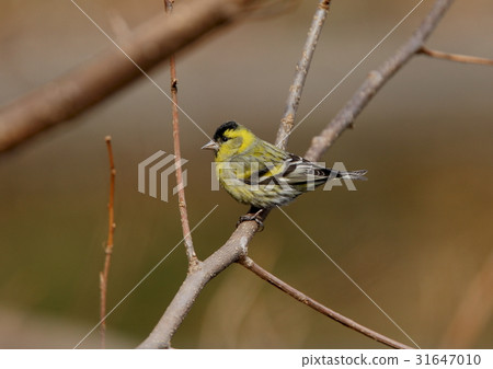 Mahiwa chan 31647010