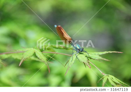 Damselfly Damselfly 31647119