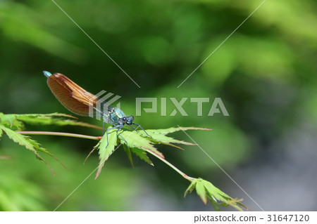 Damselfly Damselfly 31647120
