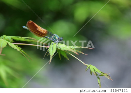 Damselfly Damselfly 31647121