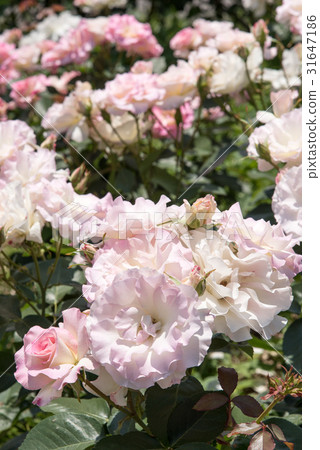 Roses of May, Matilda 31647186