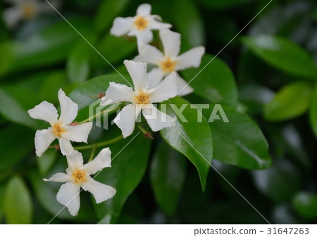 Tei Cazera白花 Tei Cazera白花 31647263