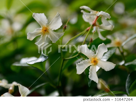 White flower of Tei Cazera 31647264